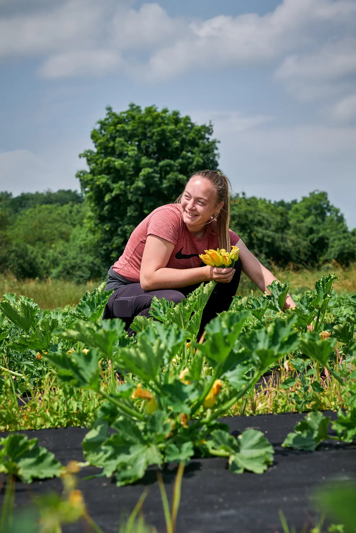 Harvesting zucchini flowers in the field.
